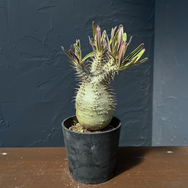 パキポディウム：グラキリス（国内実生株）　3.5号26-01