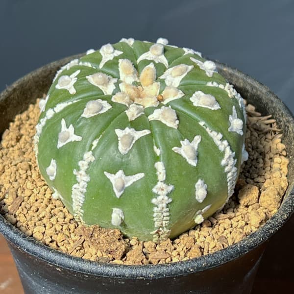 アストロフィツム：スーパーカブト　Vタイプ　3号26-01