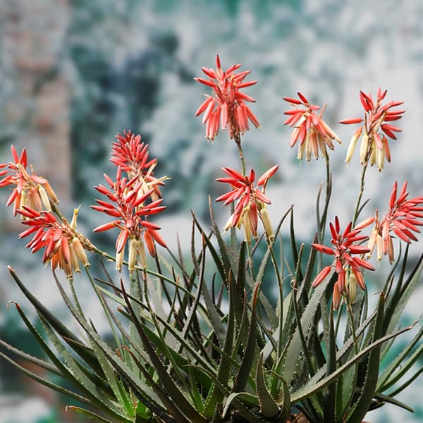 アロエ：サファリサンライズ5号ポット