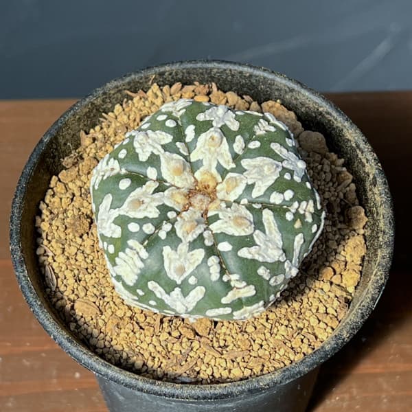 アストロフィツム：スーパーカブト　Vタイプ　3号26-02