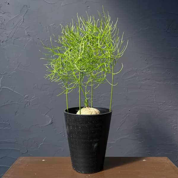 ソウカクデン　5号鉢植え