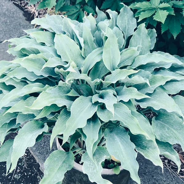 [26年4月下旬予約]ギボウシ：エルビスライブス4号ポット