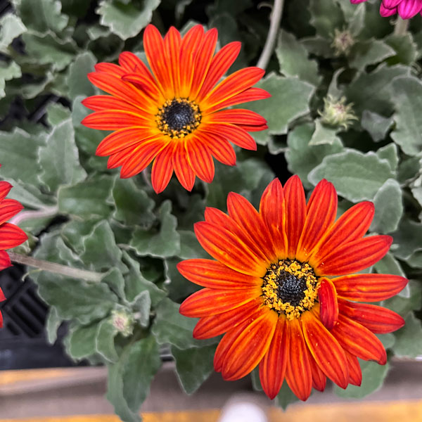 アークトティス：マジック　レッドオレンジ3.5号ポット