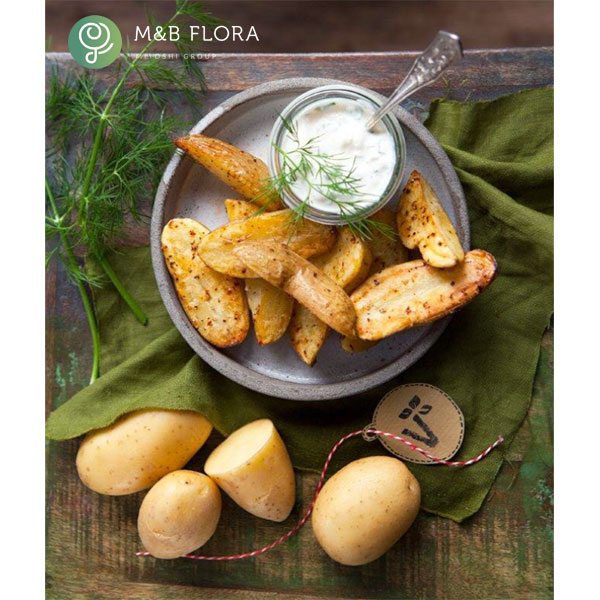 じゃがいもの苗：金のおつまみ芋3号ポット 12株セット