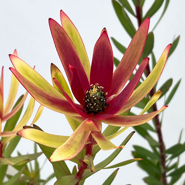 リューカデンドロン：サファリマジック7号ポット