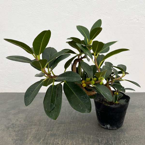 フランスゴム（フィカス・ルビキノーサ）曲がり仕立て　3.5号ポット