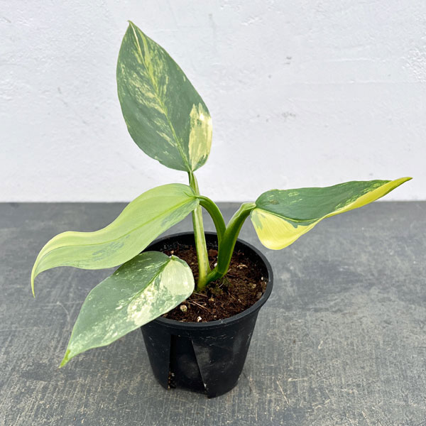 フィロデンドロン：シルバーソード　3.5号ポット26-01