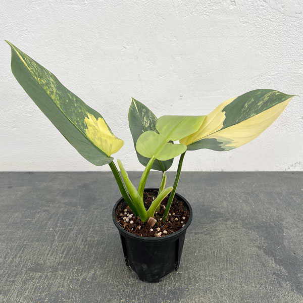 フィロデンドロン：シルバーソード　3.5号ポット26-02