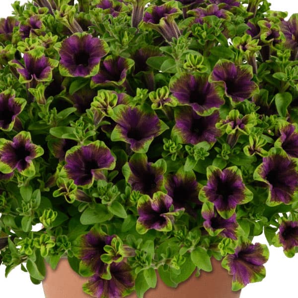 [26年4月上旬予約]ペチュニア：アマゾナス ミッドナイトフィンチ3.5号ポット