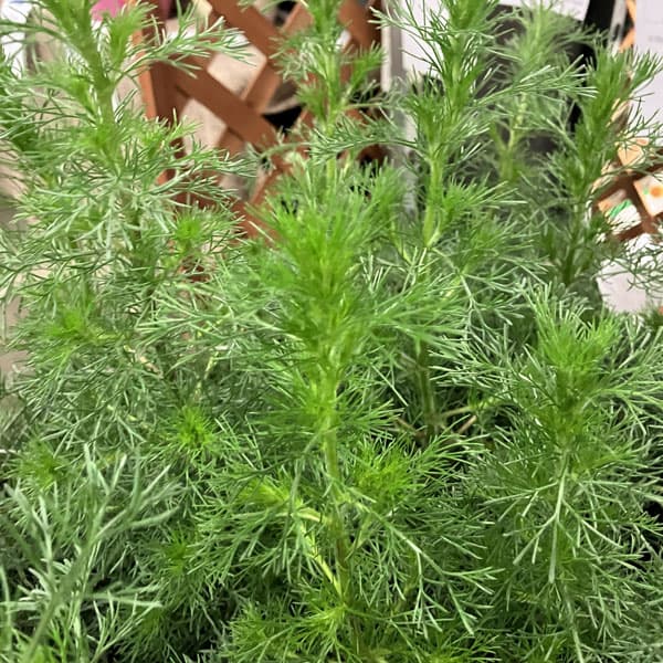 アルテミシア：グリーンプレーリー3.5号ポット