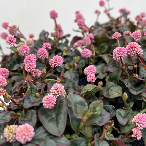 ポリゴナム：ビクトリーカーペット3.5号ポット