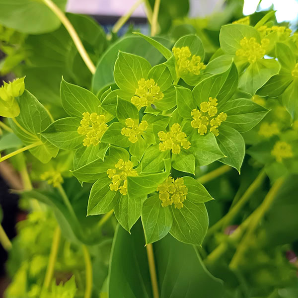 ブプレウルム3.5号ポット