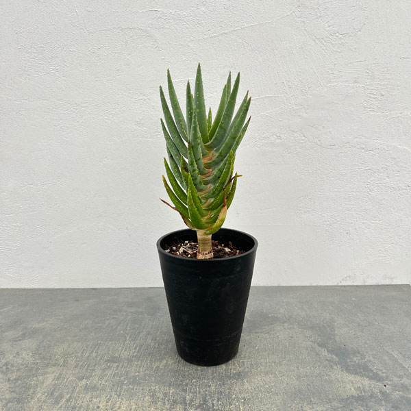 アロエ：ディコトマ5号ポット*