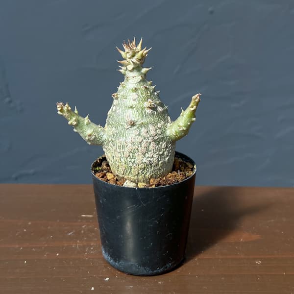 パキポディウム：ウィンゾリー（実生） 2号鉢植え26-09