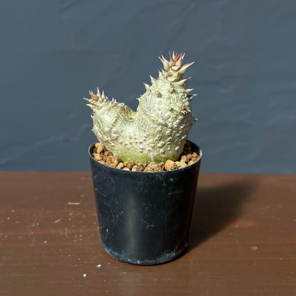 パキポディウム：ウィンゾリー（実生） 2号鉢植え26-10