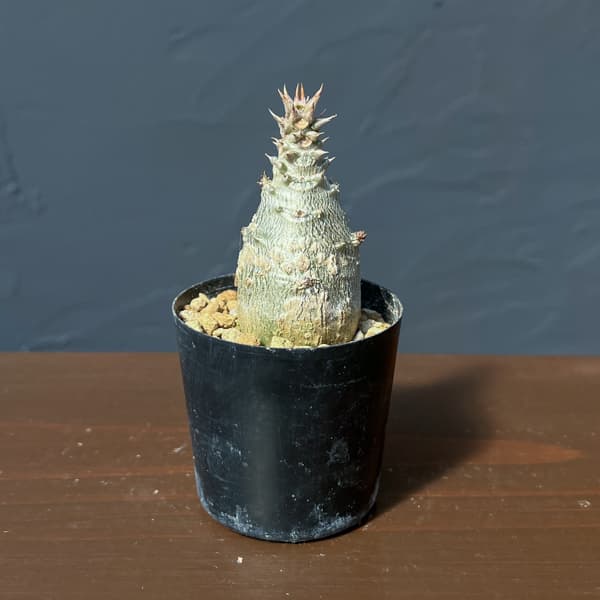 パキポディウム：ウィンゾリー（実生） 2号鉢植え26-12