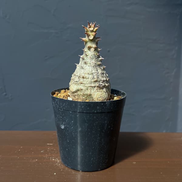 パキポディウム：ウィンゾリー（実生） 3号鉢植え26-01