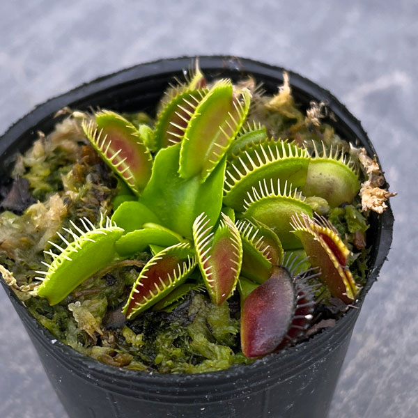 ハエトリソウ：G14　2号ポット