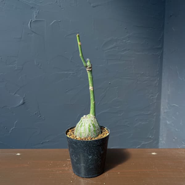 プセウドボンバックス：エリプチクム　セレクト株　3号鉢植え26-02