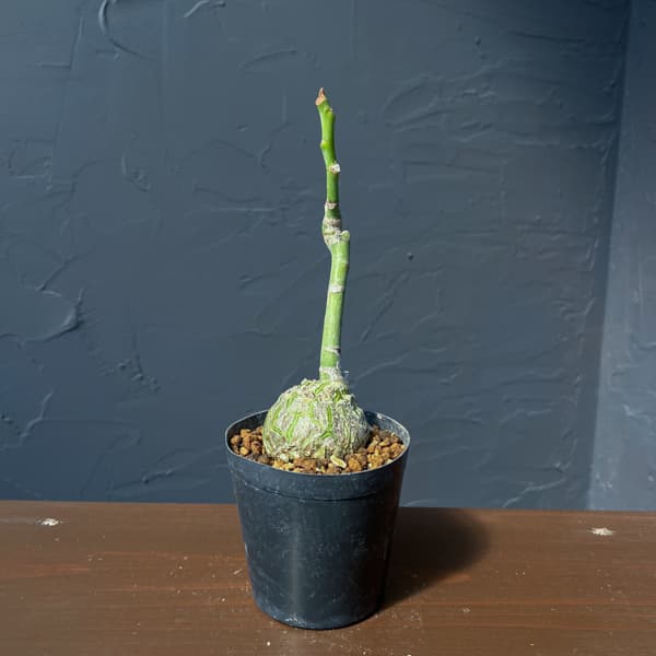 プセウドボンバックス：エリプチクム　セレクト株　3号鉢植え26-03