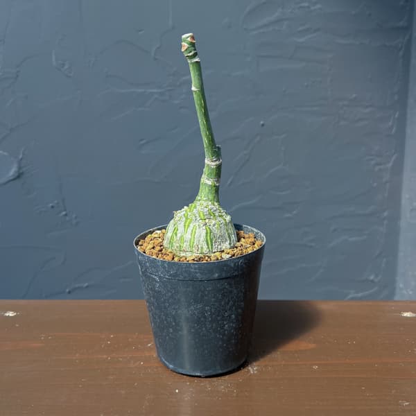 プセウドボンバックス：エリプチクム　セレクト株　3号鉢植え26-04