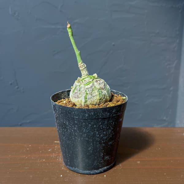 プセウドボンバックス：エリプチクム　セレクト株　3号鉢植え26-06