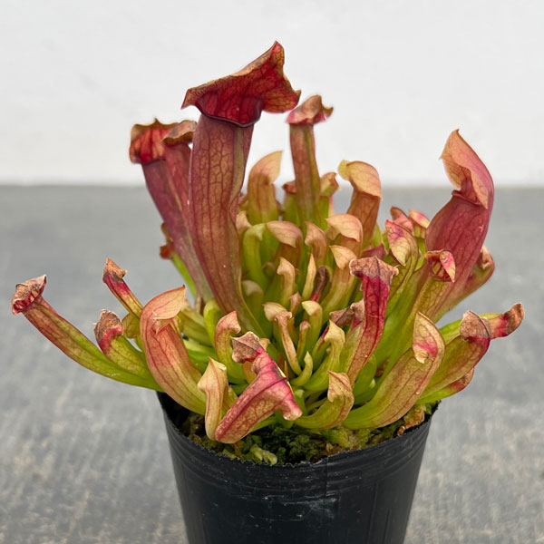 サラセニア：マルーン2号ポット