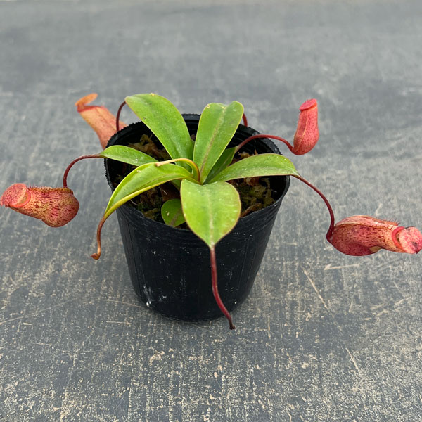 ネペンテス：ビンキー（ベントリコーサ×ミラ）2号ポット