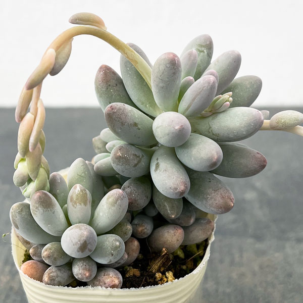 パキフィツム：ベビーフィンガー　2.5号ロングポット