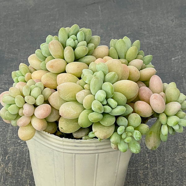 エケベリア：ロココ2.5号ロングポット