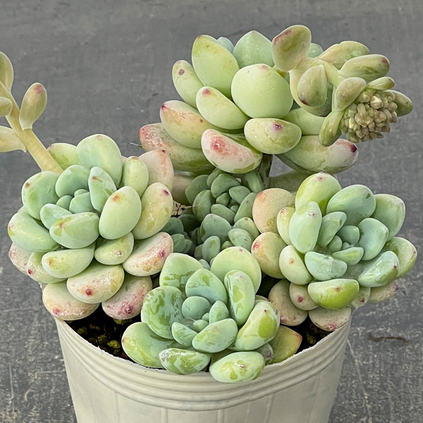 セダム：オーロラブルー 2.5号ロングポット