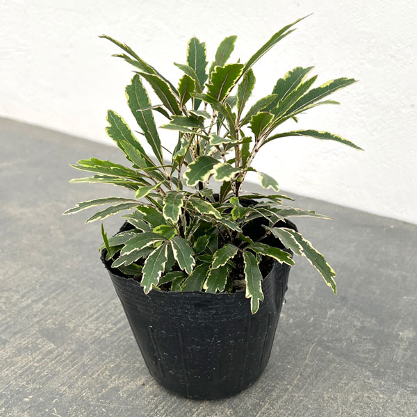 斑入りアラレア：カスターバリエガータ3.5号ポット