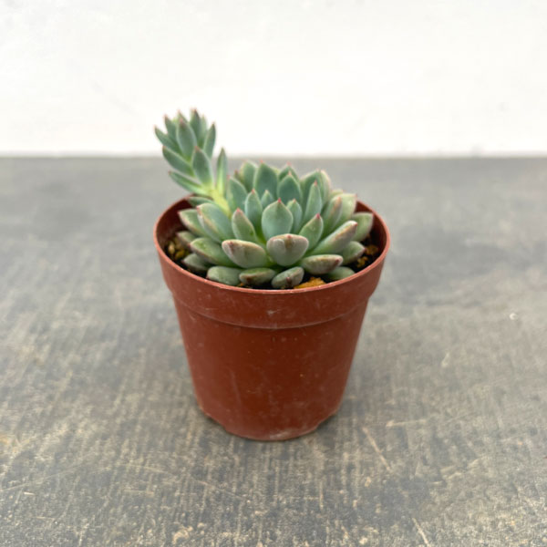 エケベリア：風緑　2.5号