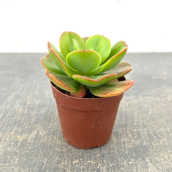 エケベリア：久米の里　2.5号