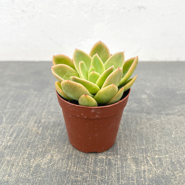 エケベリア：ゴールデングロー　2.5号