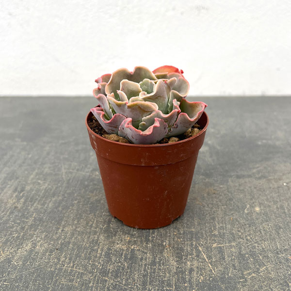 エケベリア：高砂の翁　2.5号ポット