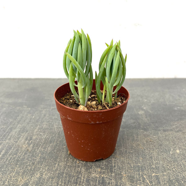 セネシオ：美空の鉾　2.5号ポット