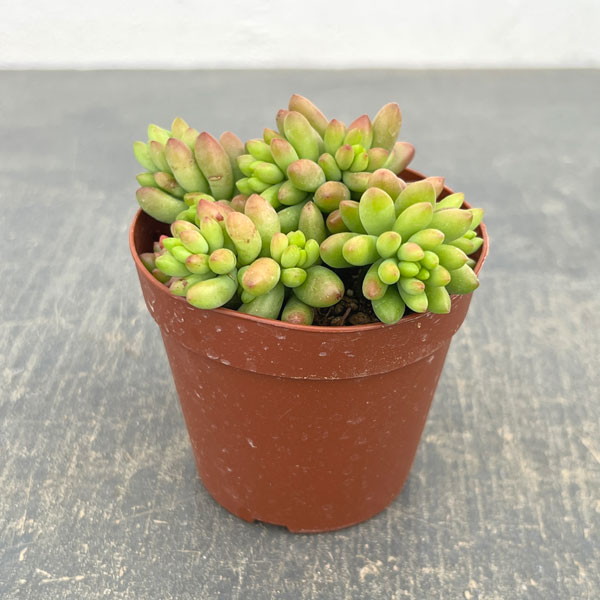 セダム：ルベンス　2.5号ポット