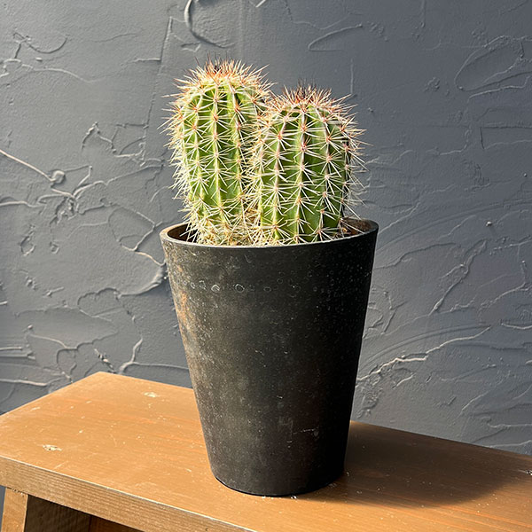 サボテン：弁慶柱 （べんけいちゅう）2本仕立て　5号鉢植え26-01