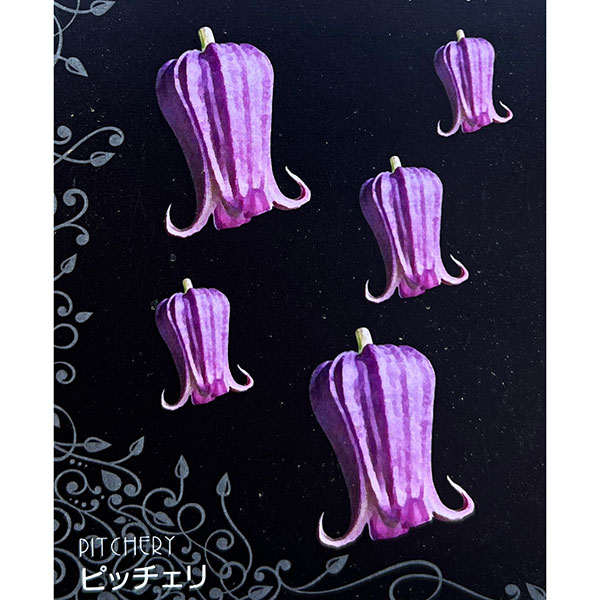 クレマチス：ピッチェリー4号ポット（原種・ビオルナ系）