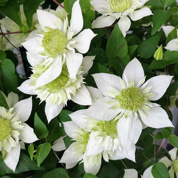 クレマチス：シロマンエ（白万重・アルバプレナ） 4号ポット*