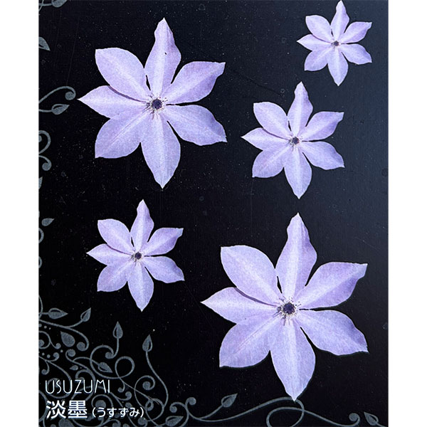 クレマチス：ウスズミ（淡墨）4号ポット（フロリダ系）