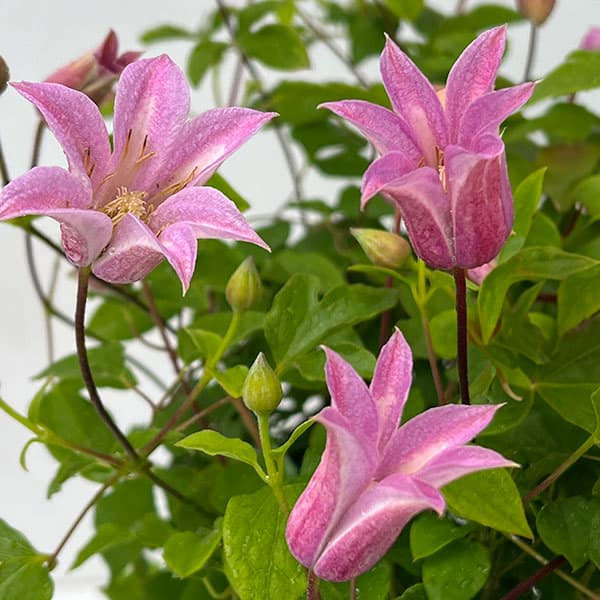 クレマチス：ミニベル4号ポット（テキセンシス系）