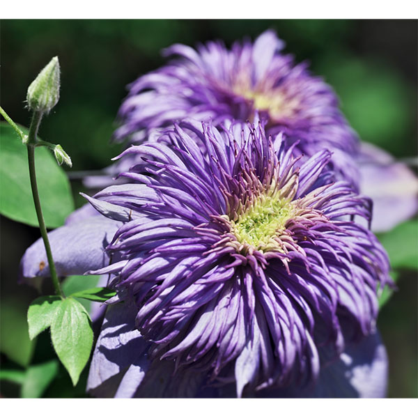 クレマチス：ブルーライト4号ポット（八重咲・パテンス系）*