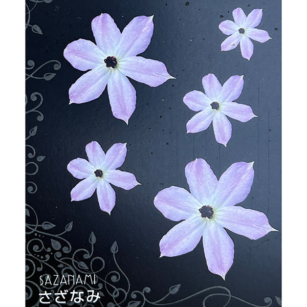 クレマチス：さざなみ4号ポット（フロリダ系）