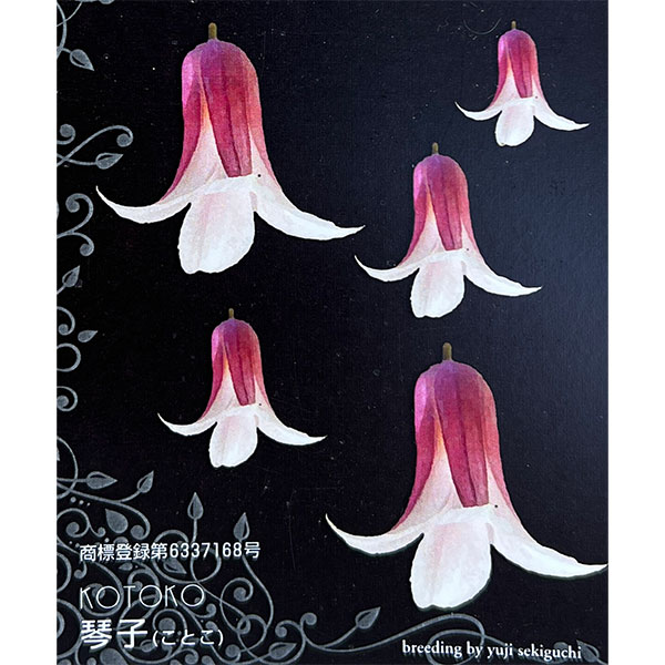 クレマチス：コトコ（琴子）4号ポット（テキセンシス系）*