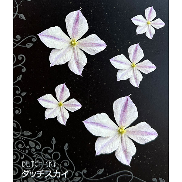 クレマチス：ダッチ・スカイ4号ポット（ビチセラ系）*