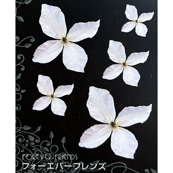 クレマチス：フォーエバーフレンズ4号ポット(ジャックマニー系)