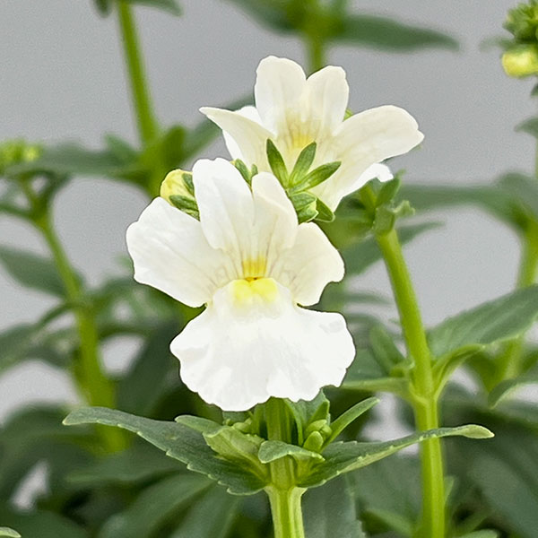 ネメシア：メーテル　スノースワン3.5号ポット 6株セット