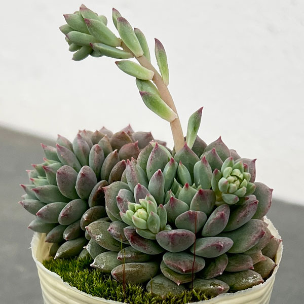 エケベリア：クリッシー エヌ ライアン2.5号ポット